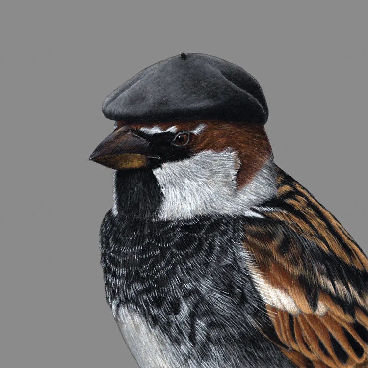 Spanish Sparrow