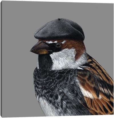 Spanish Sparrow Canvas Art Print - Sparrow Art