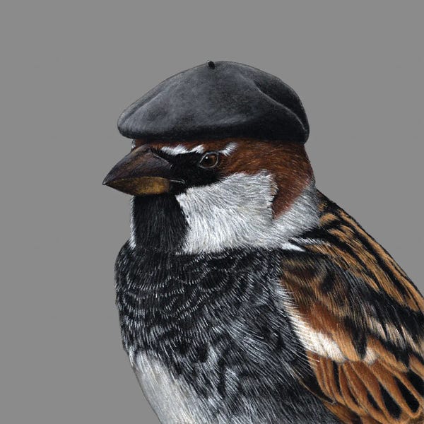 Office Humor: Spanish Sparrow by Mikhail Vedernikov