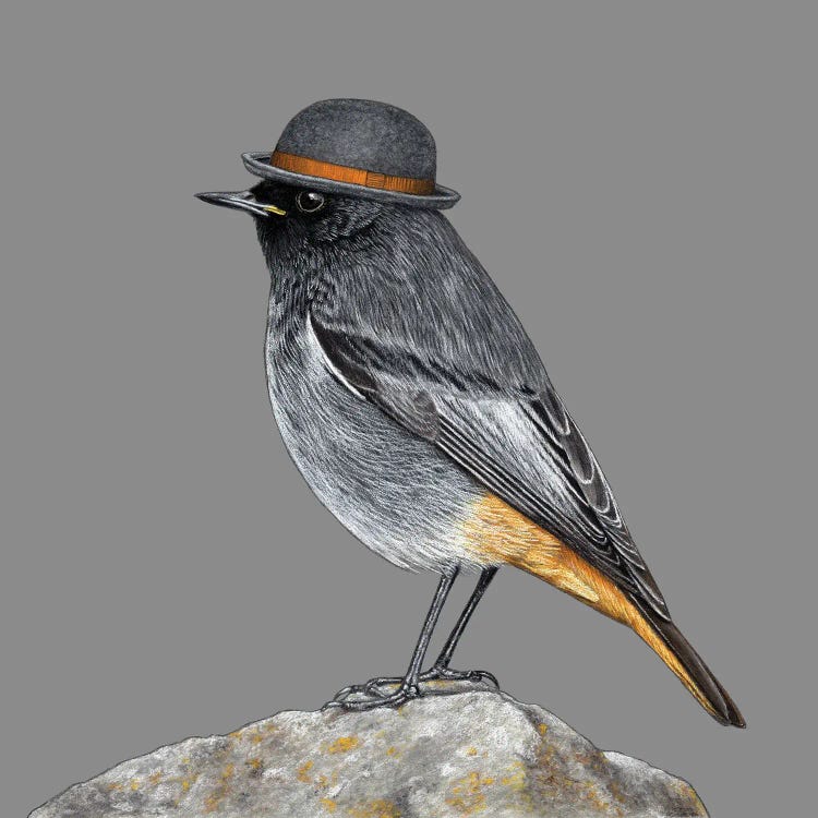 Black Redstart by Mikhail Vedernikov wall art