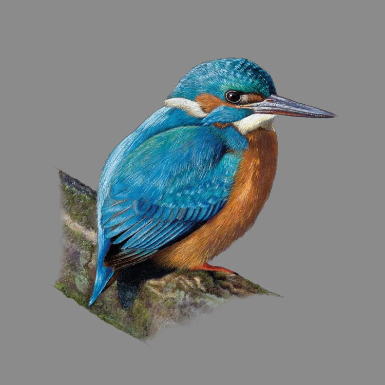 Common Kingfisher