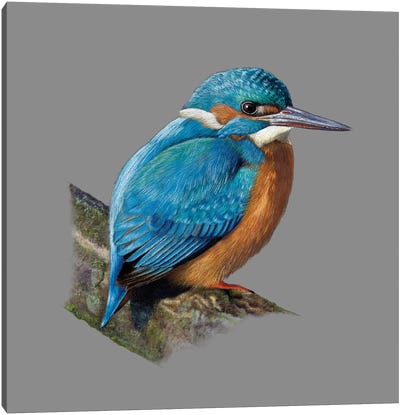 Common Kingfisher Canvas Art Print - Kingfisher Art