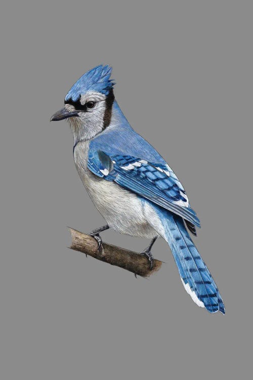 Blue Jay by Mikhail Vedernikov wall art