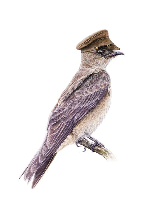 Brown-Chested Martin by Mikhail Vedernikov wall art