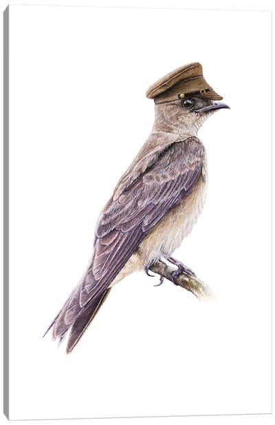Brown-Chested Martin Canvas Art Print