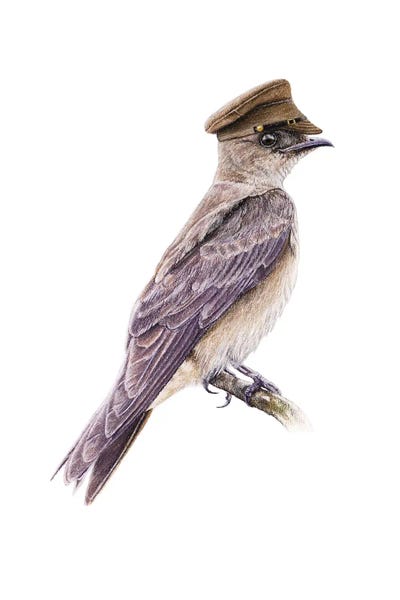 Martins & Swallows: Brown-Chested Martin by Mikhail Vedernikov