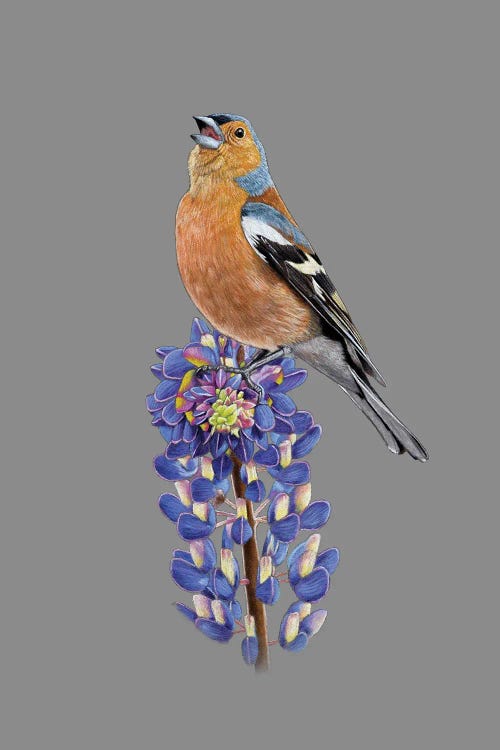 Common Chaffinch by Mikhail Vedernikov wall art