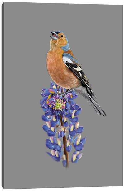 Common Chaffinch Canvas Art Print - Finch Art