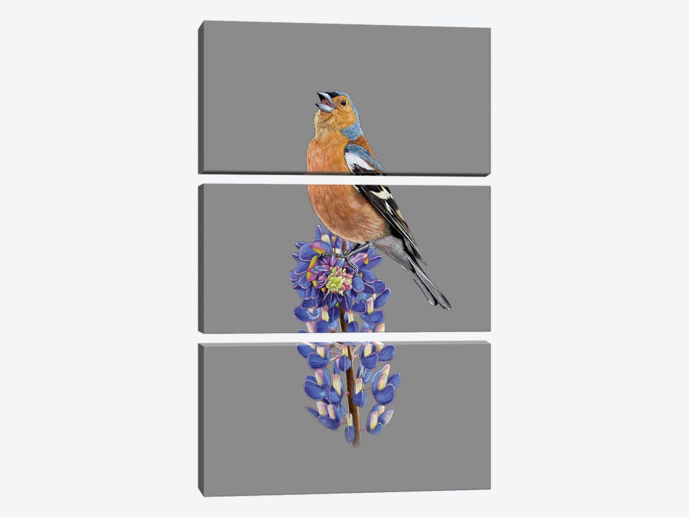 Common Chaffinch by Mikhail Vedernikov 3-piece Canvas Wall Art