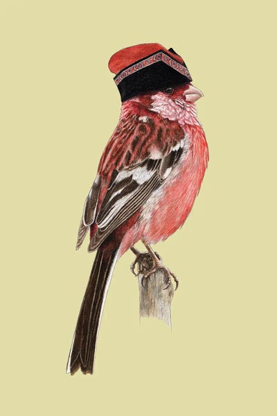 Siberian Long-Tailed Rosefinch by Mikhail Vedernikov metal wall art