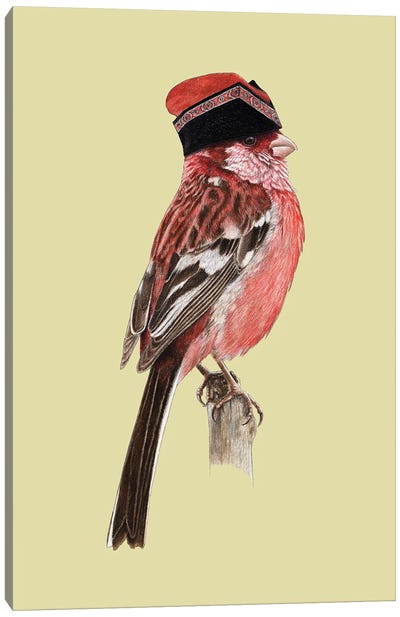 Siberian Long-Tailed Rosefinch Canvas Art Print - Finch Art
