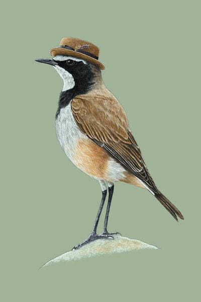 Mikhail Vedernikov: Capped Wheatear by Mikhail Vedernikov