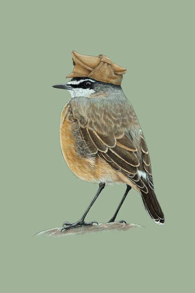 Buff-Breasted Wheatear by Mikhail Vedernikov canvas print