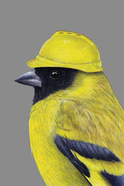Mikhail Vedernikov: Hooded Siskin by Mikhail Vedernikov