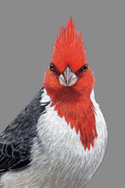 Red-Crested Cardinal by Mikhail Vedernikov wall art