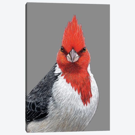 Red-Crested Cardinal Canvas Print #MIV207} by Mikhail Vedernikov Canvas Artwork