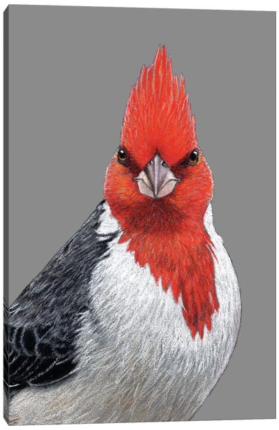 Red-Crested Cardinal Canvas Art Print - Mikhail Vedernikov