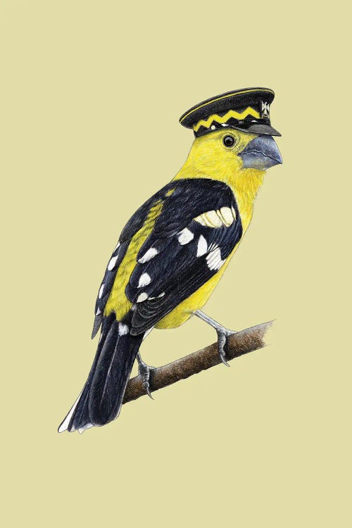 Golden Grosbeak