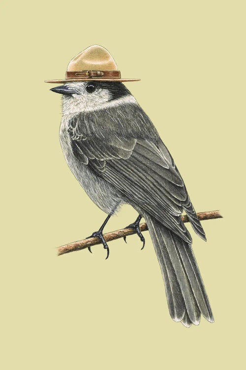 Canada Jay by Mikhail Vedernikov wall art