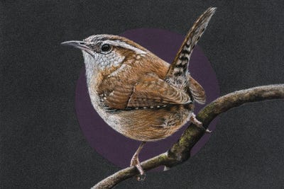 Carolina Wren by Mikhail Vedernikov canvas print