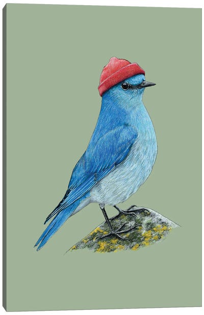 Mountain Bluebird Canvas Art Print
