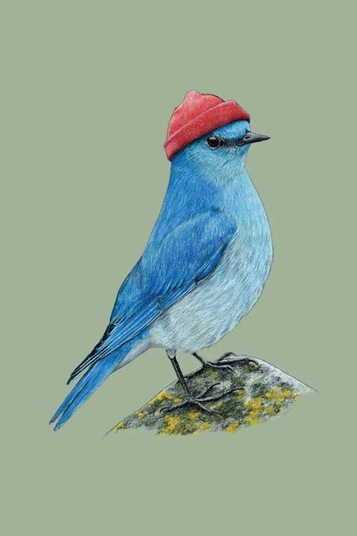 Mikhail Vedernikov: Mountain Bluebird by Mikhail Vedernikov