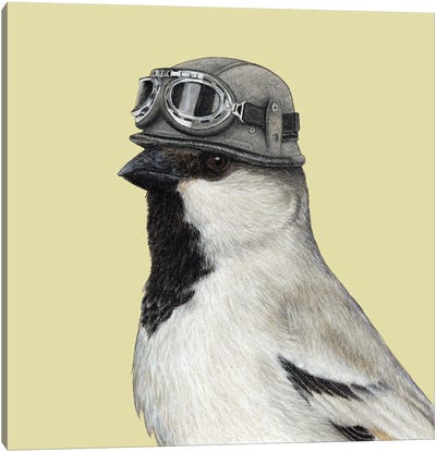 Desert Sparrow Canvas Art Print - Office Humor