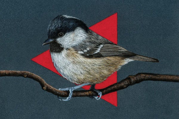 Mikhail Vedernikov: Coal Tit by Mikhail Vedernikov