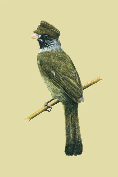 Collared Finchbill by Mikhail Vedernikov metal wall art