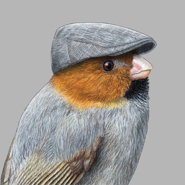 Short-Tailed Parrotbill