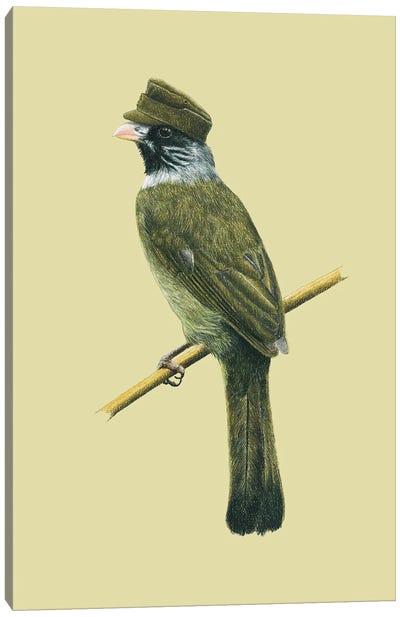 Collared Finchbill Canvas Art Print - Finch Art