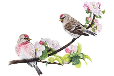 Common Redpolls by Mikhail Vedernikov canvas print