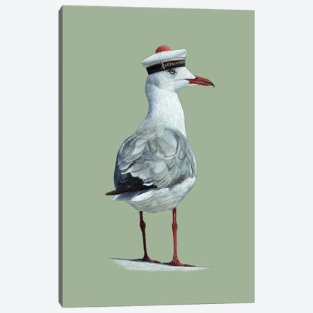 Grey-Headed Gull Canvas Print #MIV241} by Mikhail Vedernikov Canvas Art Print