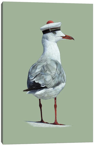 Grey-Headed Gull Canvas Art Print - Green Art