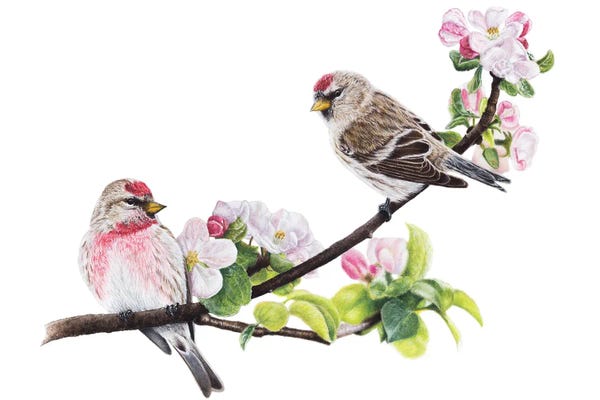 Common Redpolls