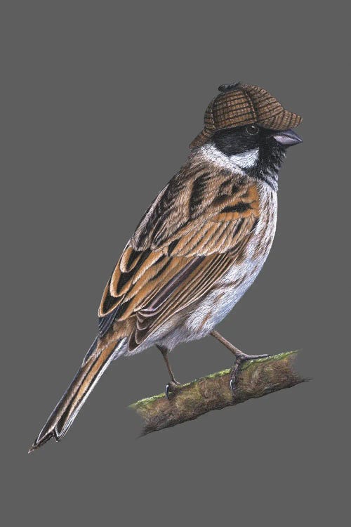 Common Reed Bunting