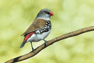 Diamond Firetail by Mikhail Vedernikov framed wall art