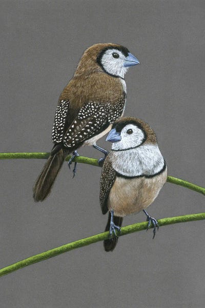 Double-Barred Finches by Mikhail Vedernikov metal wall art