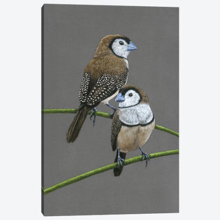 Double-Barred Finches Canvas Print #MIV27} by Mikhail Vedernikov Art Print