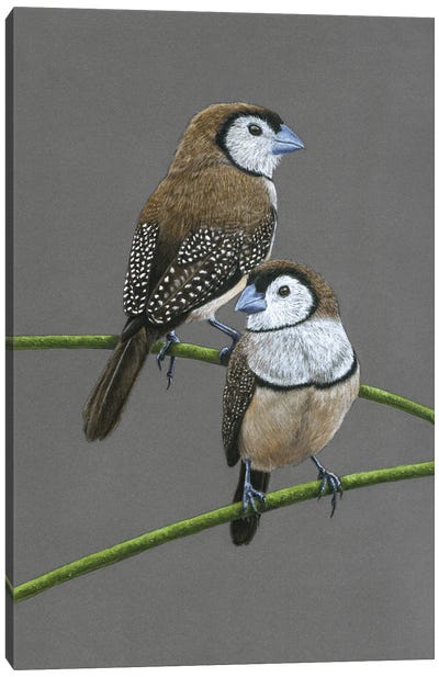 Double-Barred Finches Canvas Art Print - Finch Art