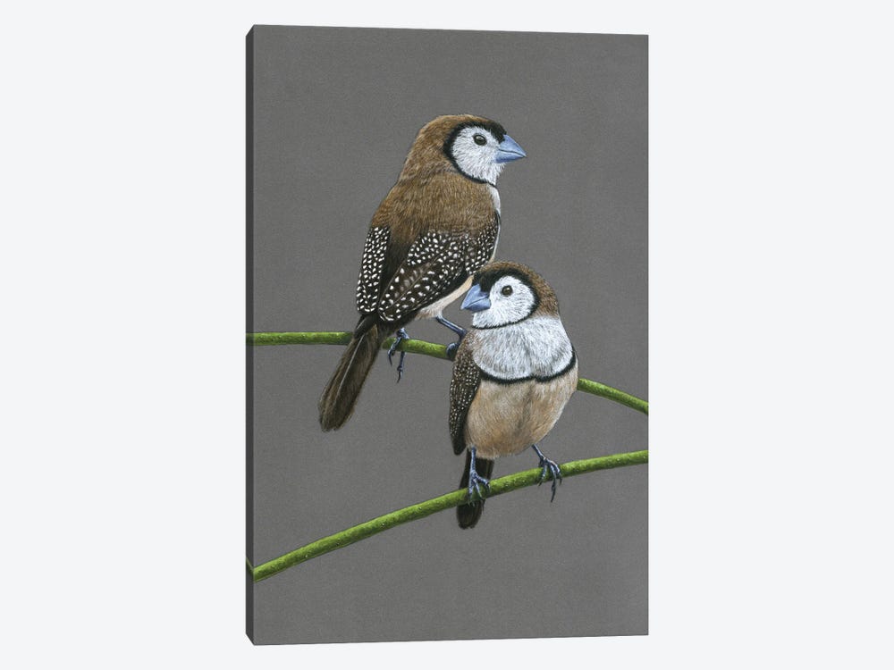 Double-Barred Finches by Mikhail Vedernikov 1-piece Canvas Art