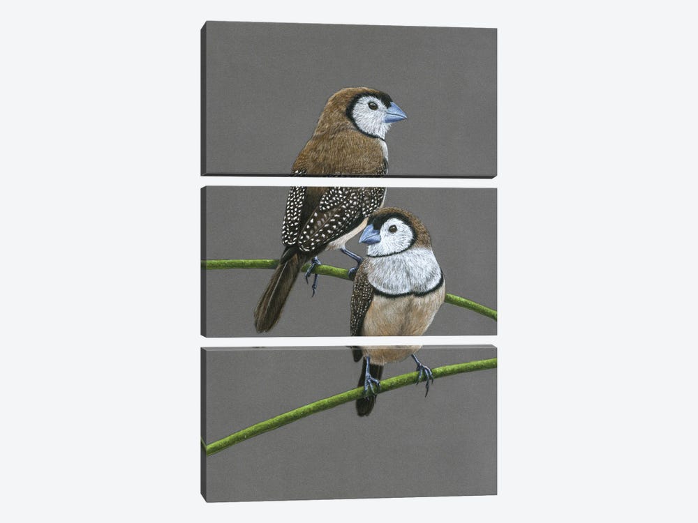 Double-Barred Finches by Mikhail Vedernikov 3-piece Canvas Artwork