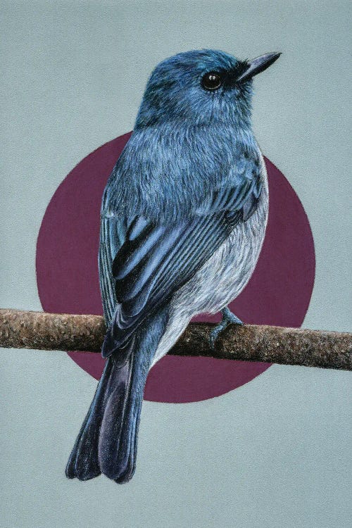 Dull-Blue Flycatcher by Mikhail Vedernikov wall art