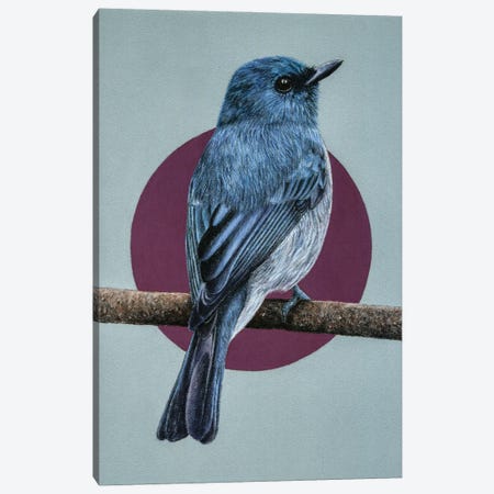 Dull-Blue Flycatcher Canvas Print #MIV28} by Mikhail Vedernikov Canvas Artwork