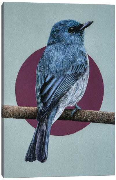 Dull-Blue Flycatcher Canvas Art Print