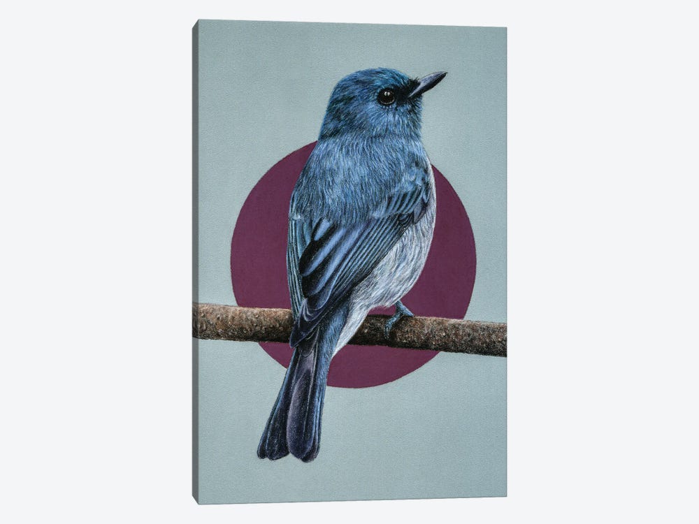 Dull-Blue Flycatcher by Mikhail Vedernikov 1-piece Canvas Print