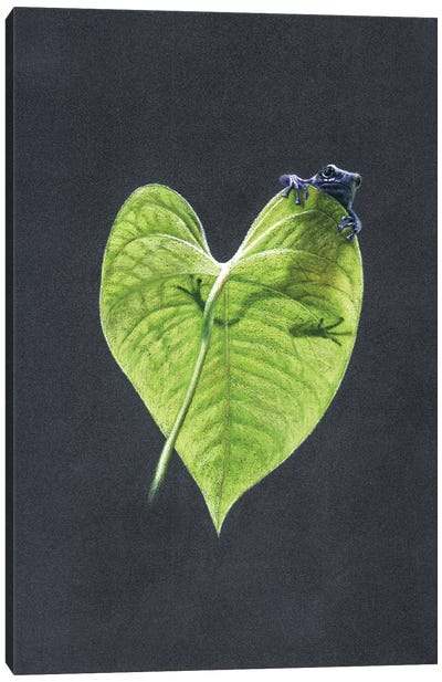 Dyeing Dart Frog Canvas Art Print - Mikhail Vedernikov