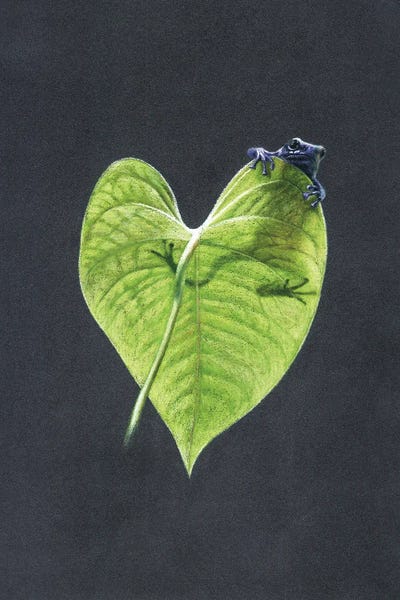 Frogs: Dyeing Dart Frog by Mikhail Vedernikov