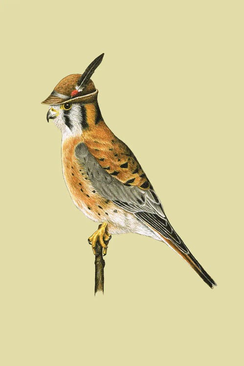 American Kestrel