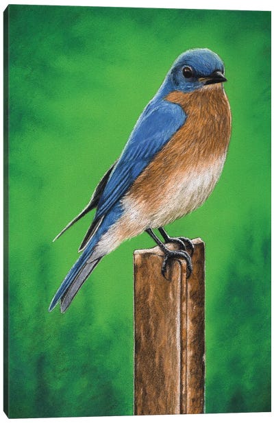 Eastern Bluebird Canvas Art Print - Mikhail Vedernikov